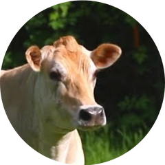 Moo Moo Music